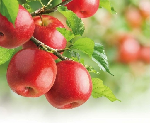 DOF Orchard Agriculture