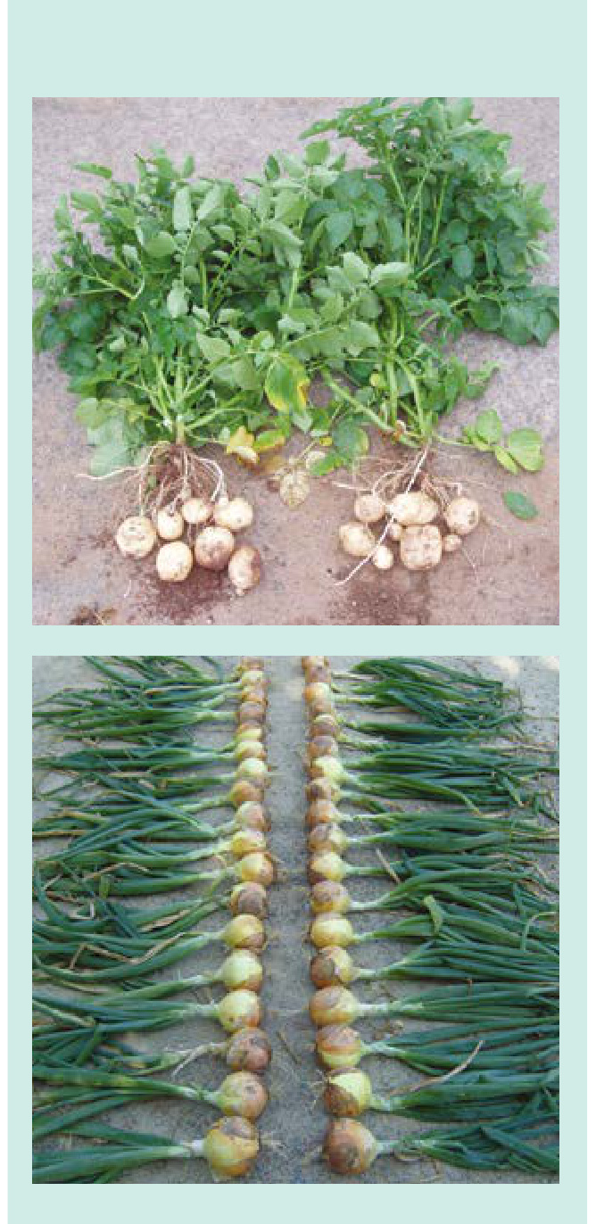 BIG BULB Field Trial