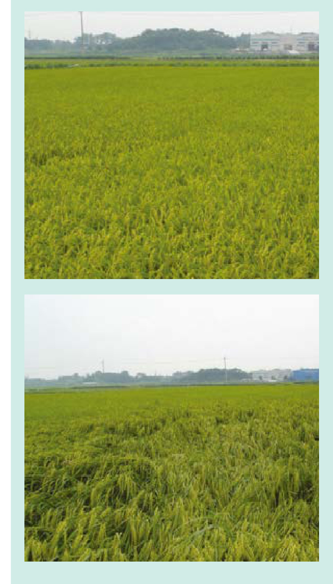BIO-SIL Field Trial