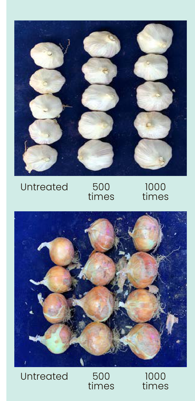 BULB GRO Field Trial