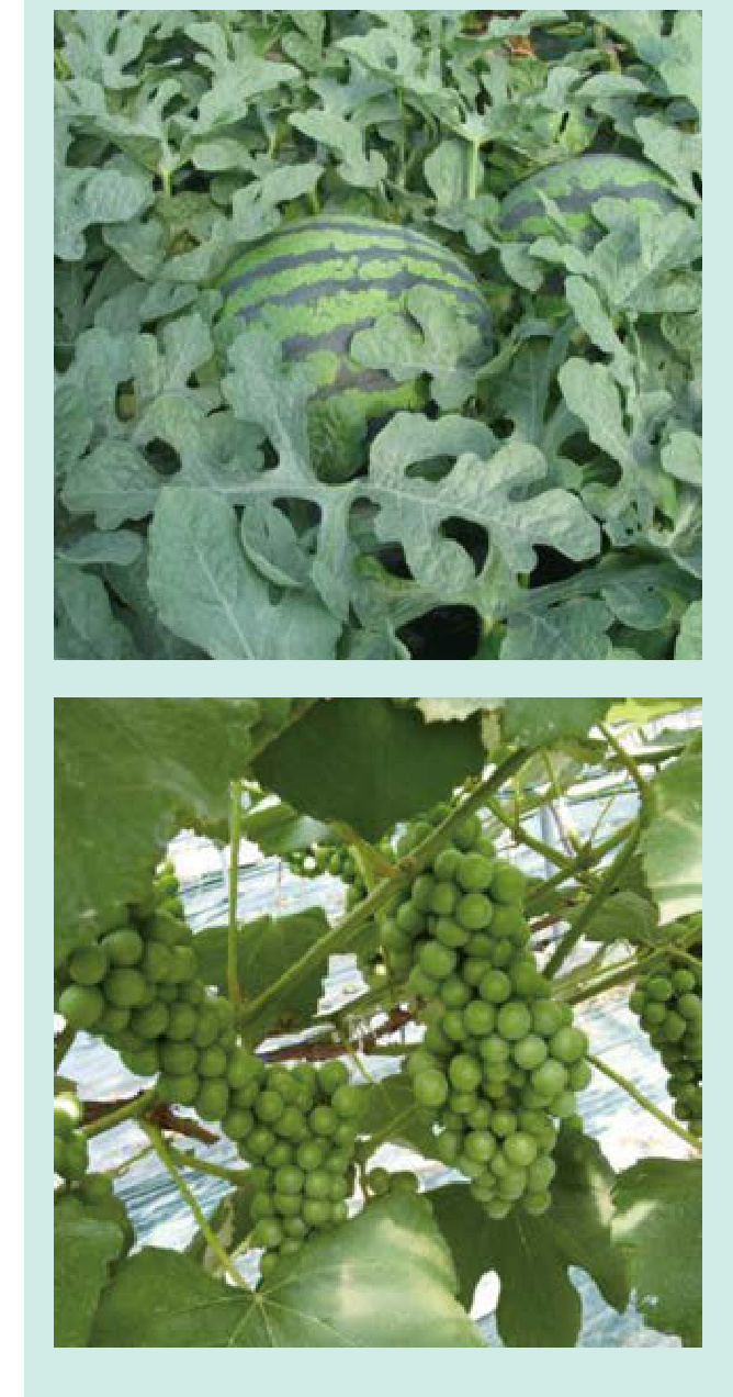COMBI 3 Field Trial