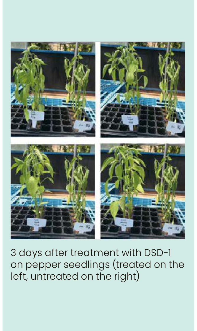 DSD-1 Field Trial