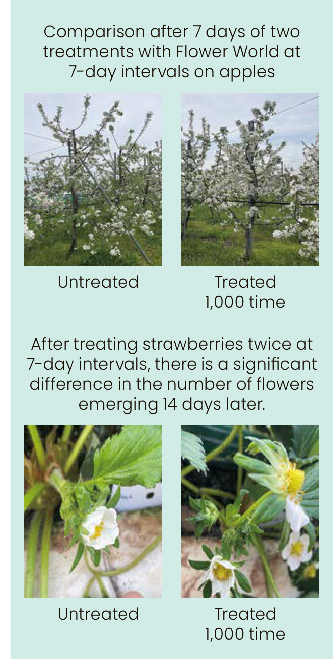 FLOWER WORLD Field Trial