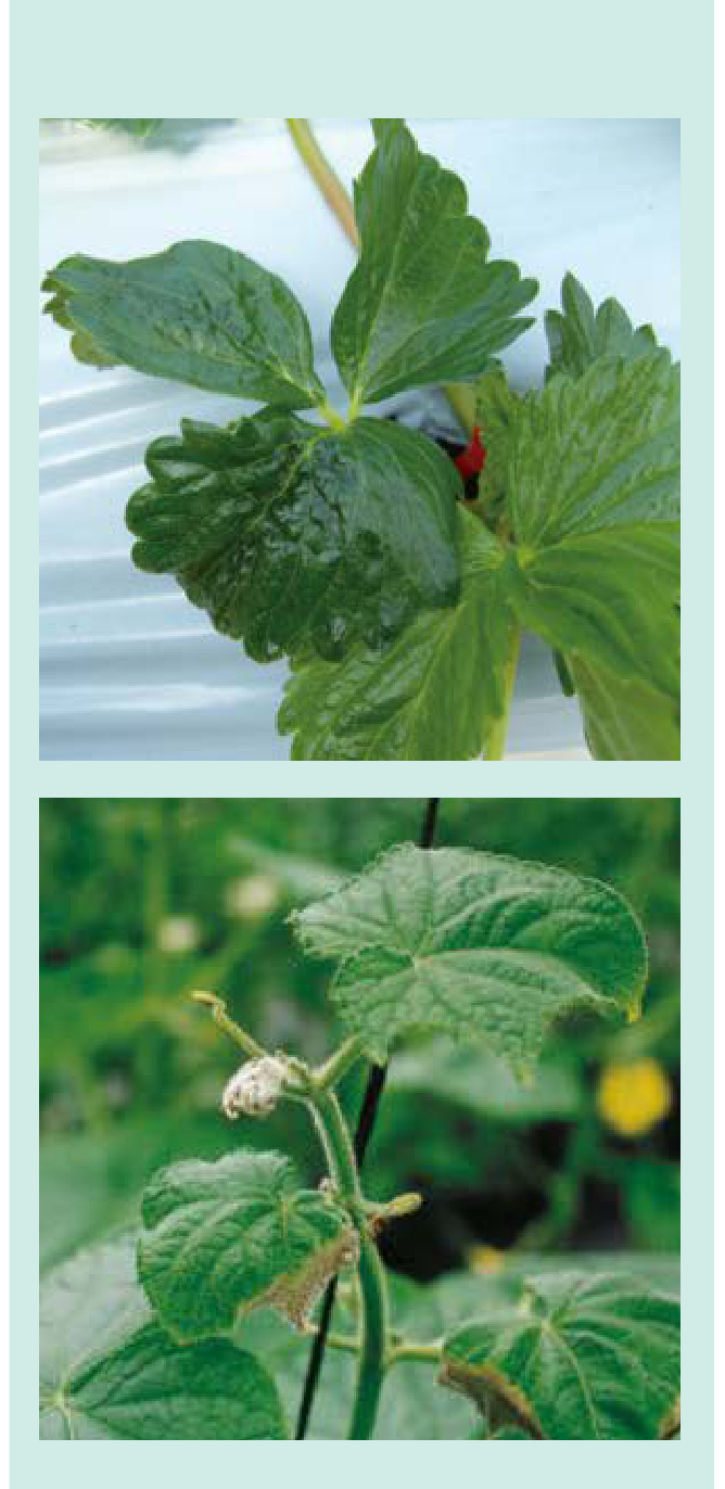 GS BORON Field Trial