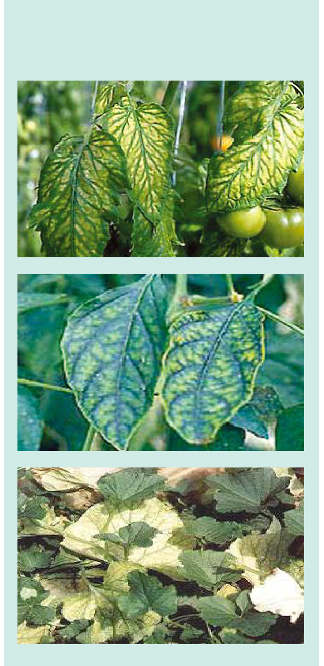GS MAG Field Trial