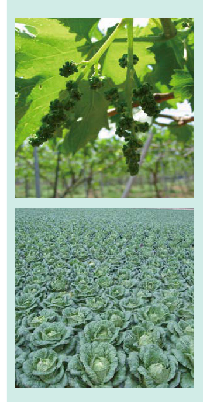 LIQUID CALMAG Field Trial