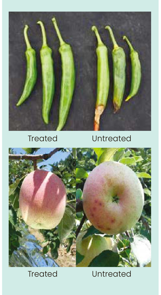 LIQUID NITCAL Field Trial