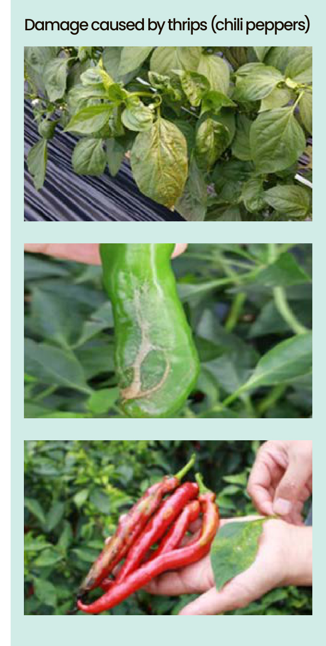 PEST OUT Field Trial