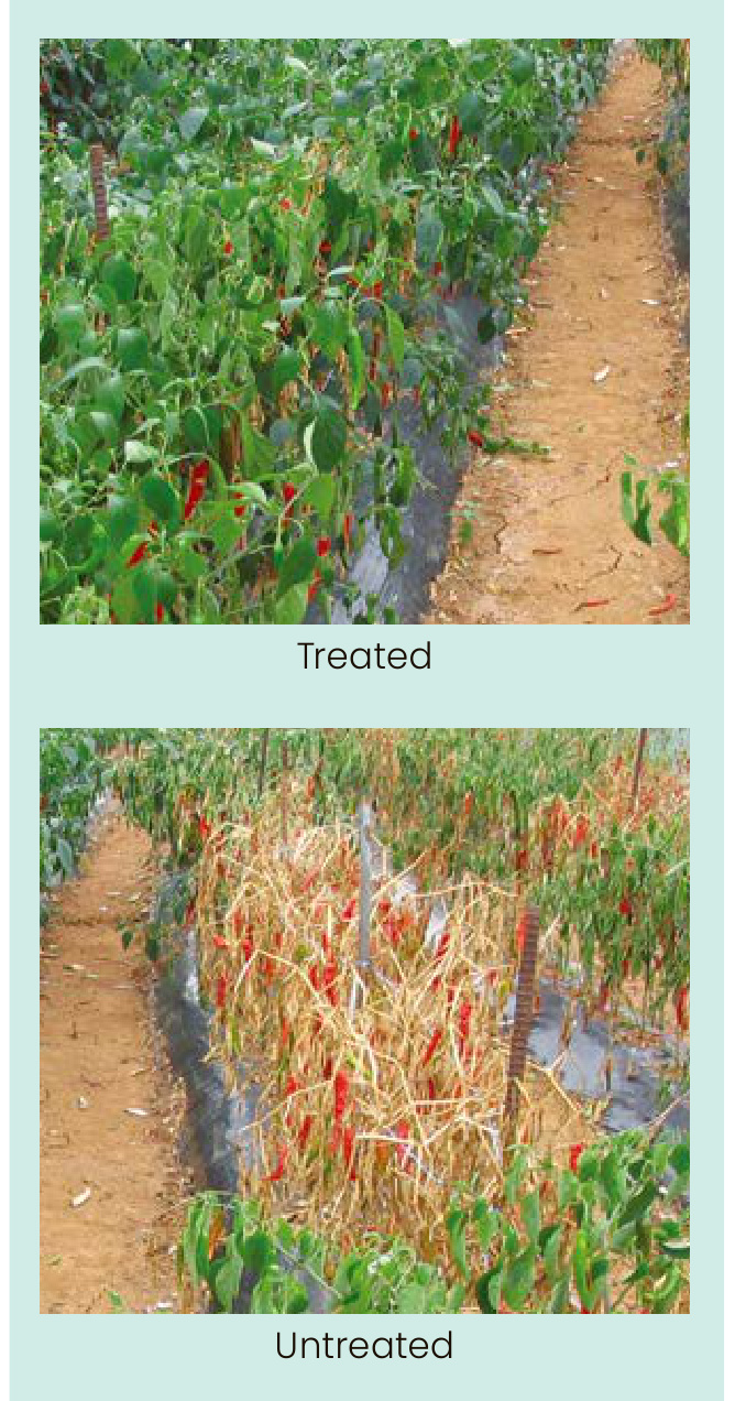 PHOSPO Field Trial