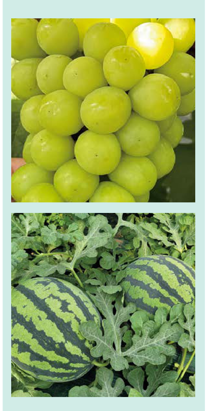 PK CAB Field Trial