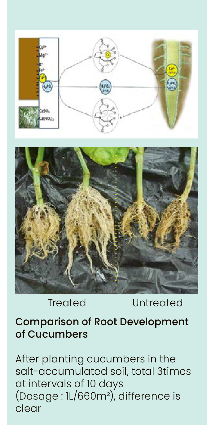 SALT DOWN Field Trial