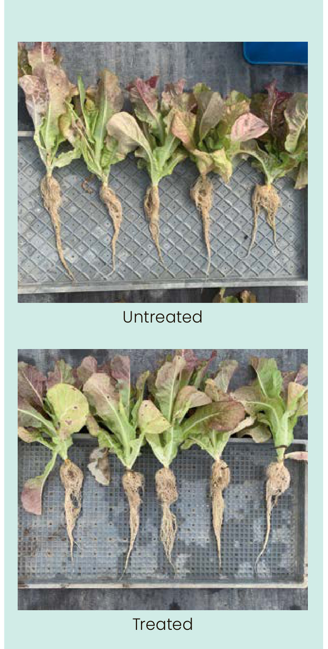 SILICA PK Field Trial