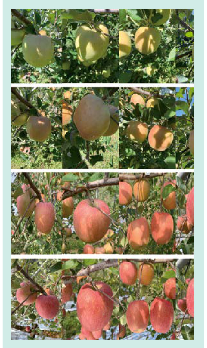 SUGAR & COLOR LX Field Trial