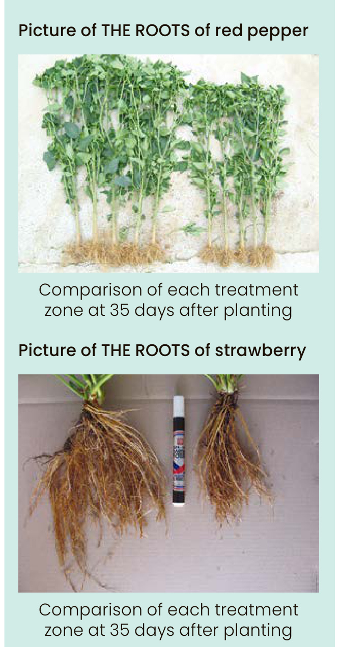 THE ROOTS Field Trial